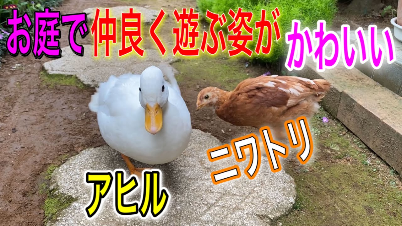 So cute! Today, my Call duck and chicken are playing in the garden