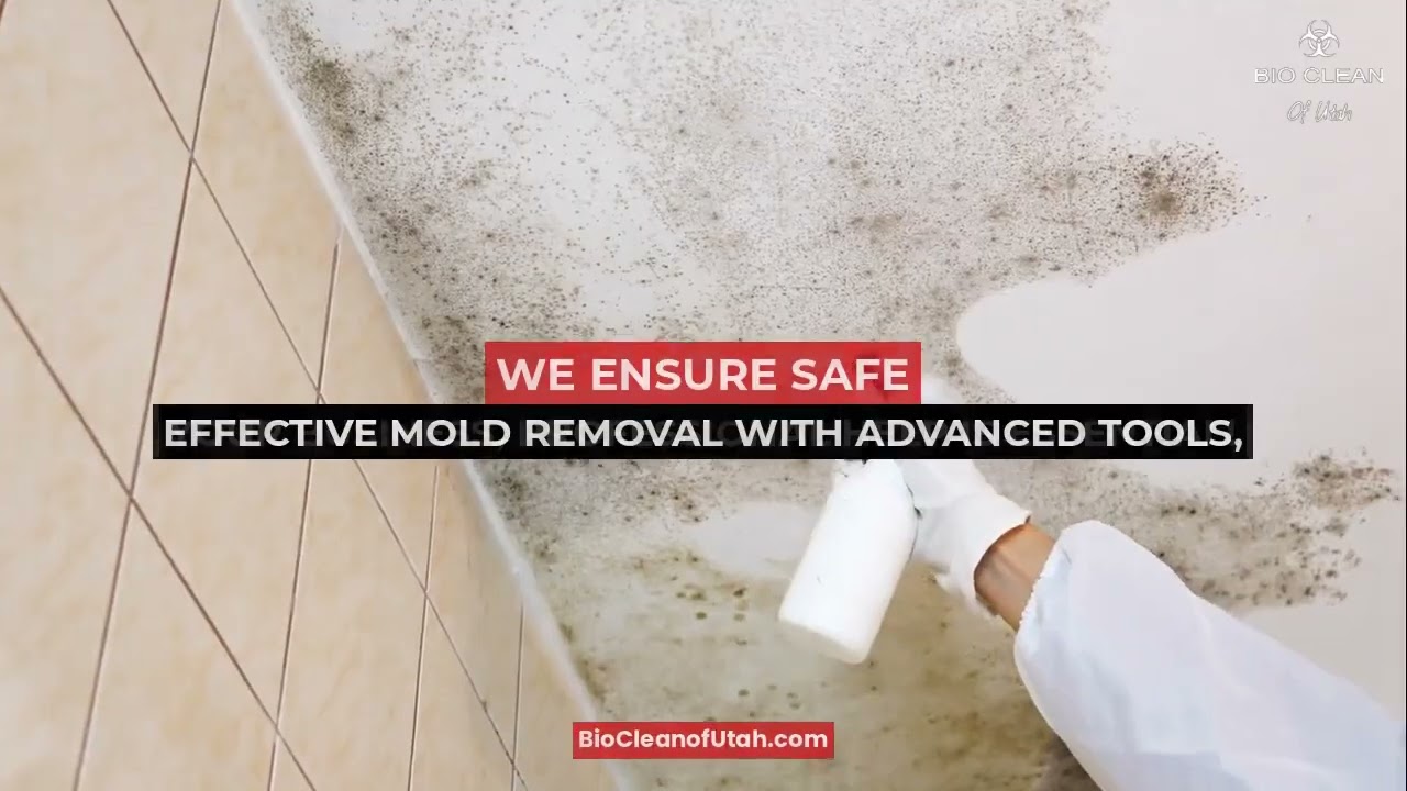 Commercial Mold Experts | Utah's Trusted Remediation Team 🏢🦠💼