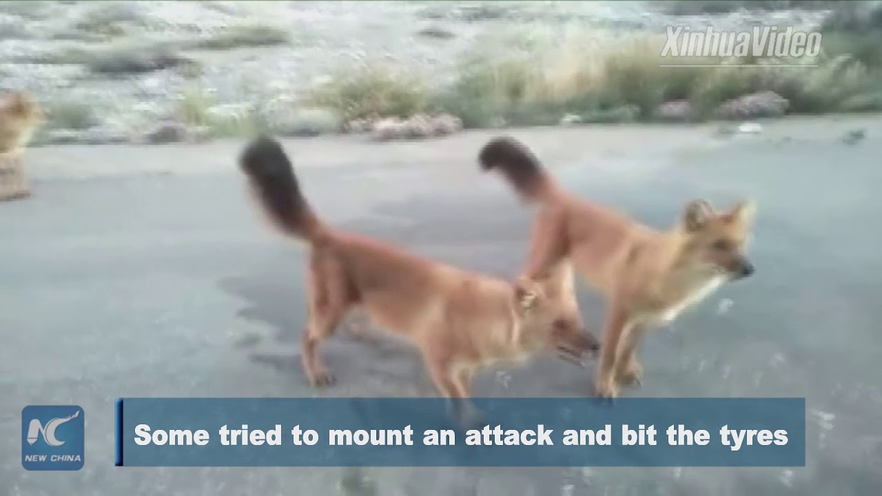 Thrilling encounter! Chinese rangers surrounded by pack of wild jackals