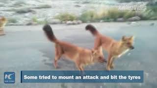 Thrilling encounter! Chinese rangers surrounded by pack of wild jackals Update