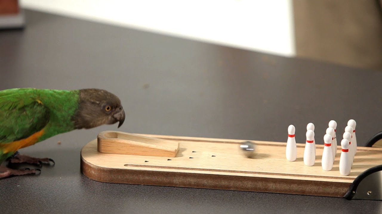 How to Teach Your Parrot to Bowl Parrot Training YouTube