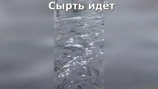 Ход сырти на реке Луга. Ловим на поплавок. Рыбалка в Ленинградской области