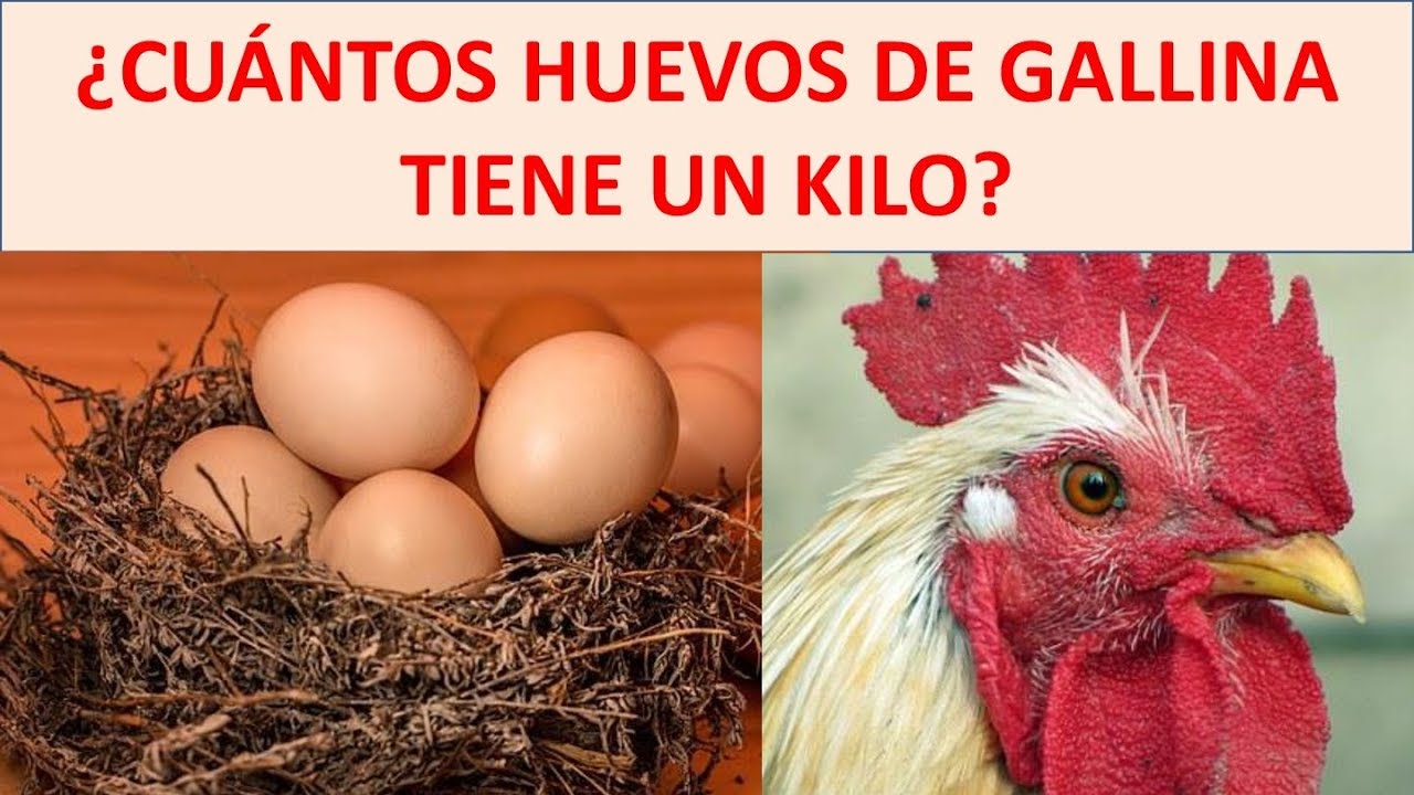 Cuantos Huevos Tiene Un Kilo Youtube