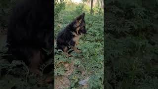 Training Germanshepherd Longcoat Puppy Playing, Teaching And Mostly Loving