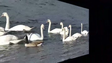 يا أيها الذين آمنوا توبوا إلى الله توبة نصوحا بصوت القارئ سعود الشريم