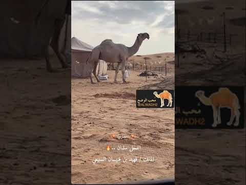 الفحل سلمان المالك فهيد فنيسان السبيعي