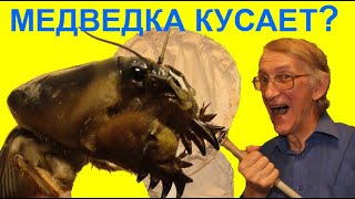 Как Устроена Медведка - Вредитель  Огорода? Макро Видео Gryllotalpa gryllotalpa, Mole Cricket.