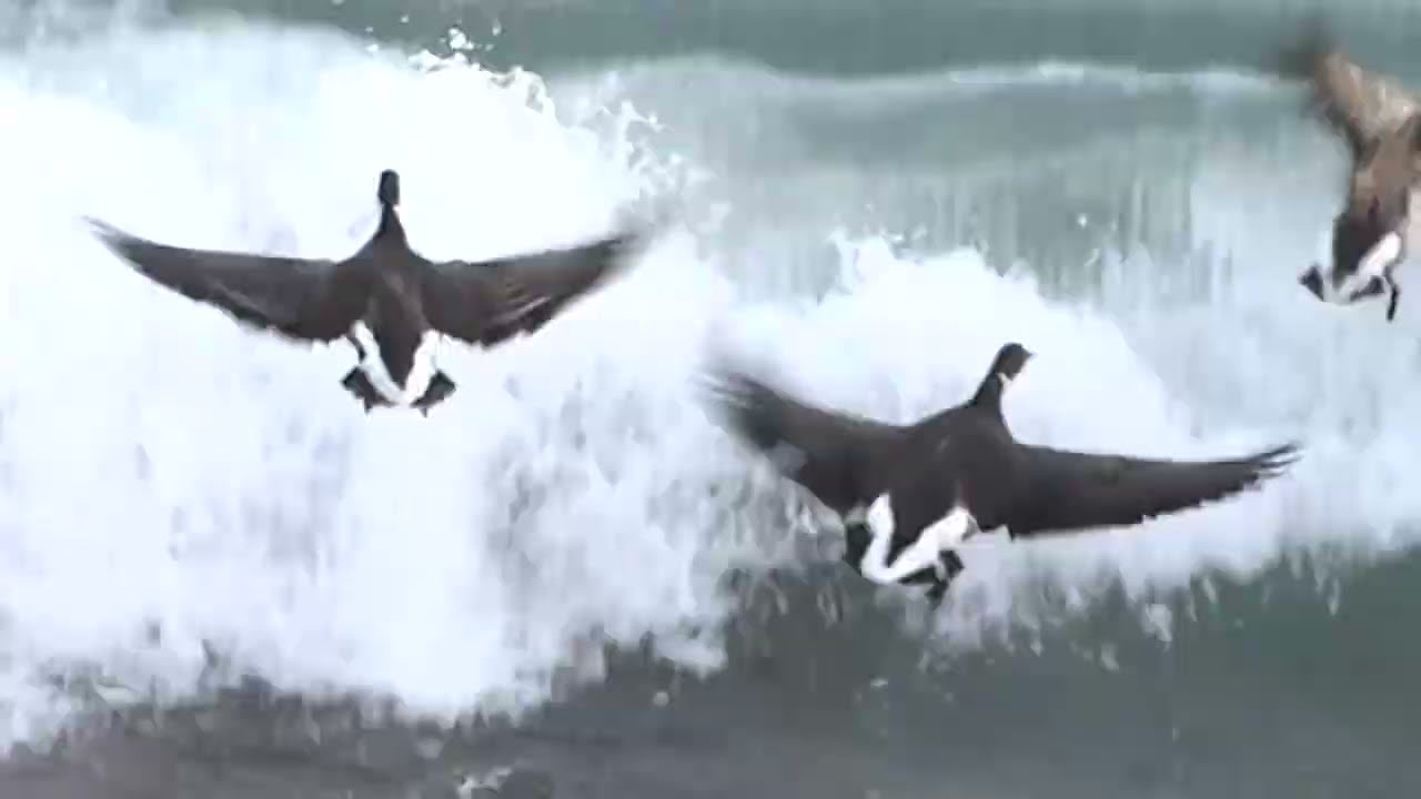 2025-12-23　コクガン（波乗り