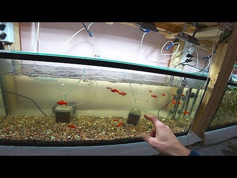 Видео: Как да намалим температурата в аквариум