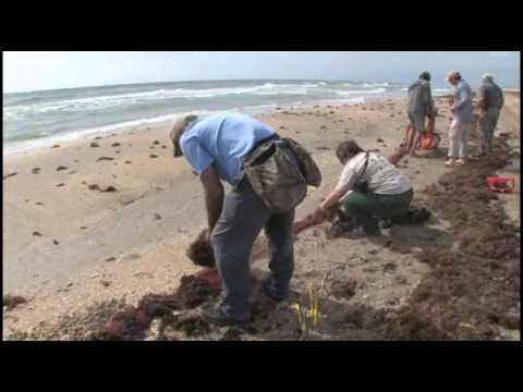 Red Knots of Padre Island