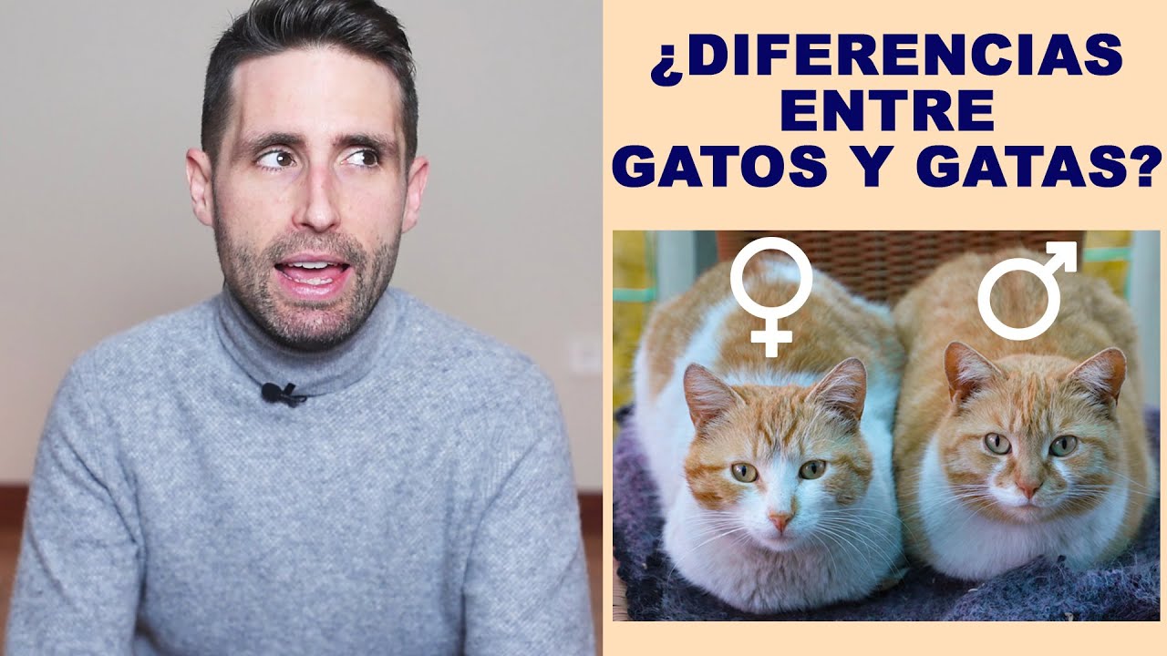 Diferencia entre gatos machos y hembras