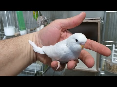 Video: Muhabbet Kuşlarından Yavru Nasıl Alınır