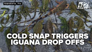 Only in Florida: Cold snap triggers iguana drop-offs by the hundreds at FWC facility