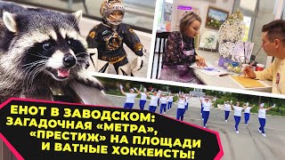 Енот и народ / Енот в Заводском: загадочная "метра", "престиж" на площади и ватные хоккеисты