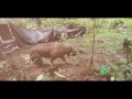 Sumatran Tiger Released August 31, 2016