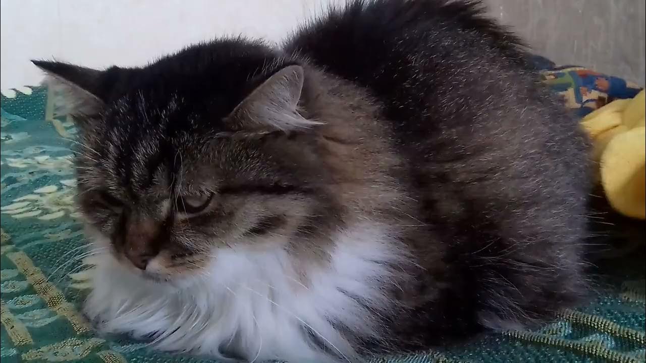 What Can I Give A Cat To Calm It Down