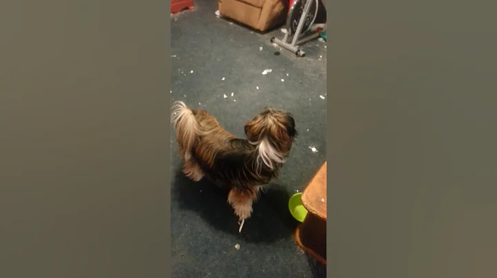 My four legged kids(1)