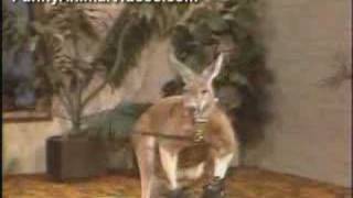 Killer Willard the Boxing Kangaroo