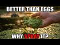More Protein Than Eggs  Grows in a Week  Why Does the USDA Spray It?