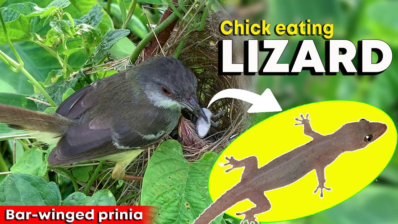 Baby Bird Eating Lizard in The nest BAR WINGED PRINIA YouTube