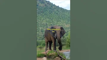 Самое преданное животное на земле