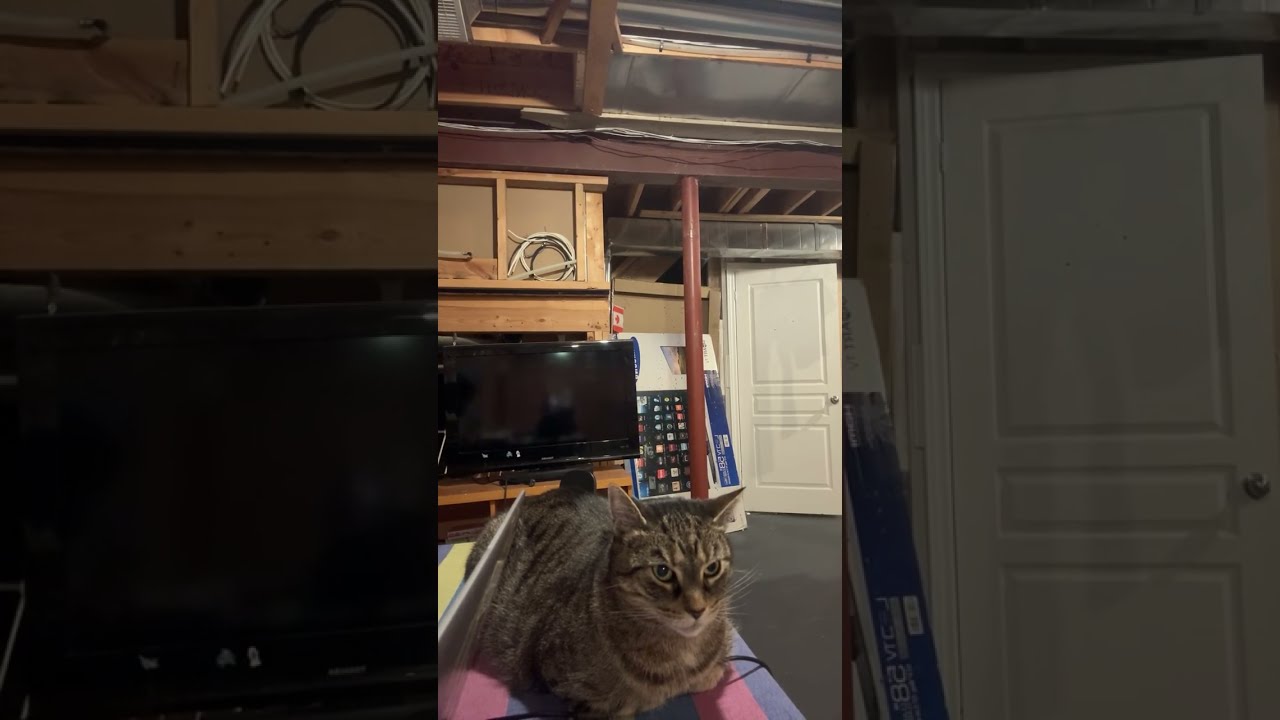 雅思口语训练 2026-01-17