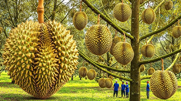 Inside a Modern Factory: The Ultra Clean Process Behind Premium Durian Food | Full Process
