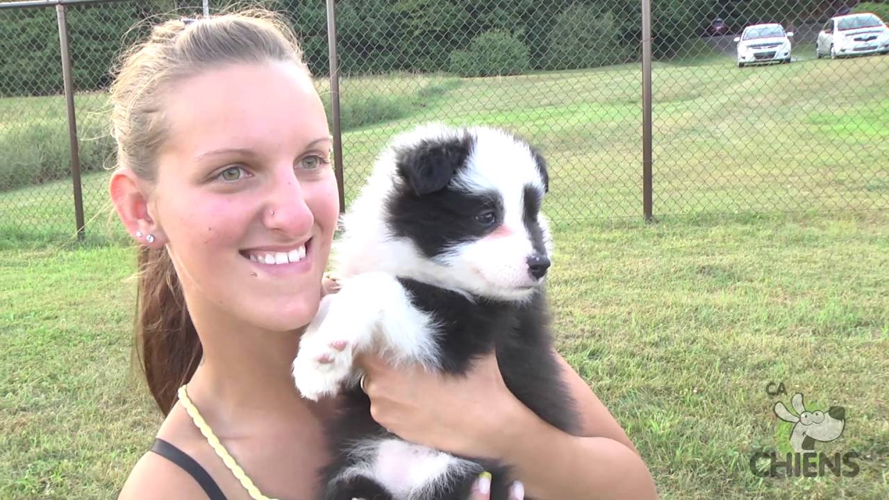 Ca C Est Chiens Le Border Collie Youtube