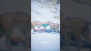 Wolves Saved His Life 😨