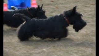 Scottie auf Hasenjagd