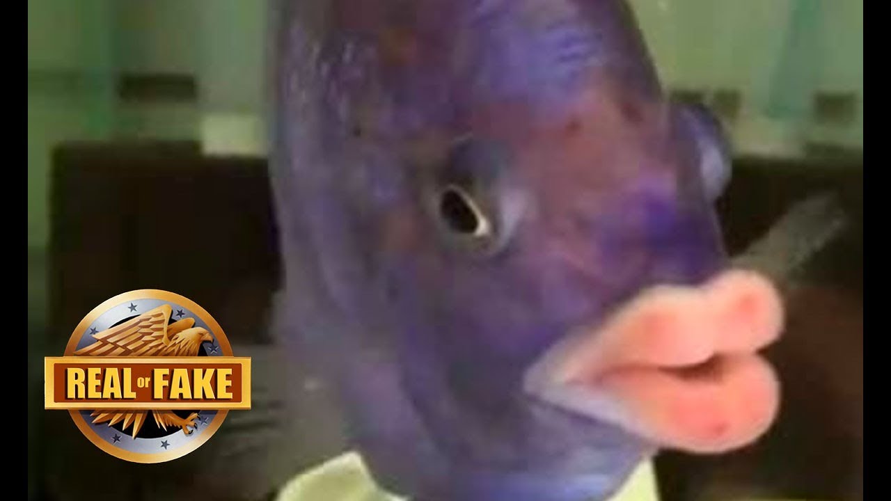 Fish With Human LIps- real or fake? 