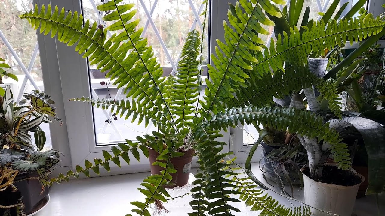 КАК РАЗМНОЖАЕТСЯ ПАПОРОТНИК. - YouTube