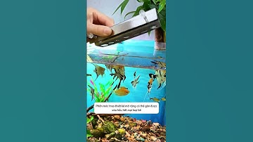 Giá treo đồ kẹp thành bể cá đơn giản nhưng sử dụng cực tiện lợi khi chăm cá #aquatic #shorts