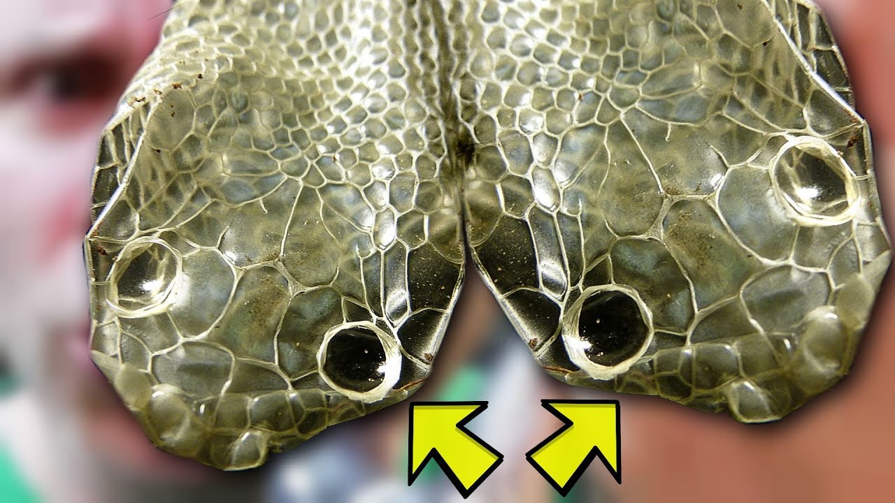 how does a two head snake shed?? brian barczyk - youtube