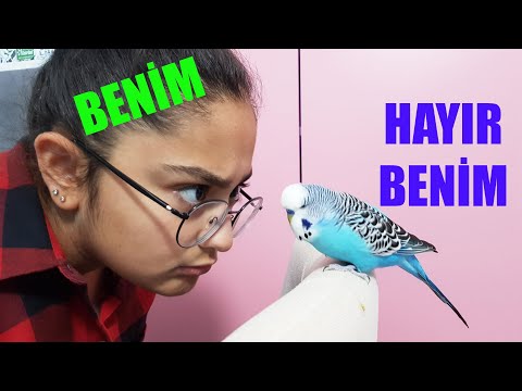 YİNEMİ NE İSTİYORSUN BU KUŞTAN ? SÜHEYLA VE PAŞA ODA KAVGASI YAPIYOR