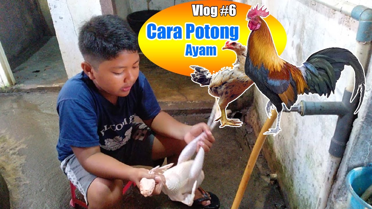 Tutorial Memotong Ayam Kampung Secara Tradisional ala Bernard Cah Ndeso
