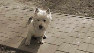 West Highland White Terrier (Westie) Bobby. Hot spring day by Elena & Bob 634 views 1 month ago 2 minutes, 42 seconds