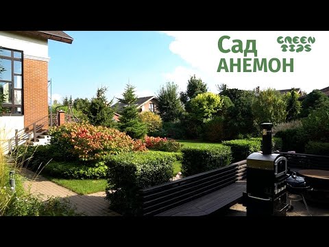 Сад анемон 🌸