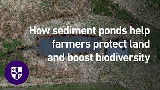 How sediment ponds help farmers protect land and boost biodiversity