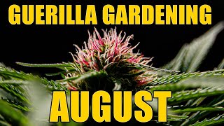 Cannabis Guerilla Garden - August Update