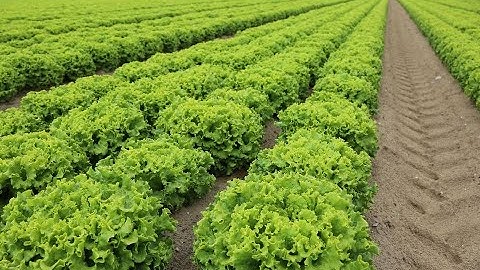 Reducing Heavy Metals Uptake by Lettuce from Contaminated Soils Using Organic and Inorganic