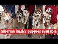 Siberian husky puppies with their mother | Black and white, copper and white, grey and white Husky