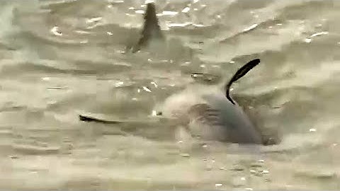 Santa Cruz Surfers Ignore Shark Warning