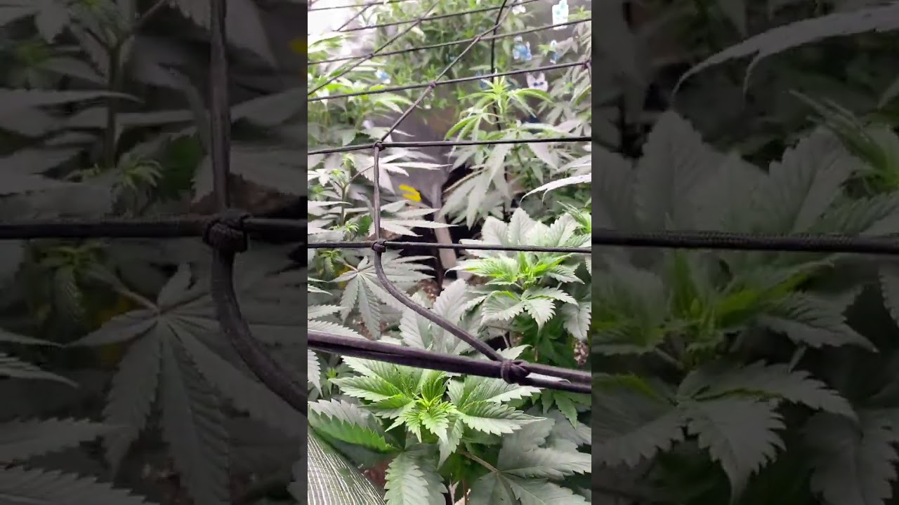 MARS HYDRO 4x4 Grow Tent Kit Complete System