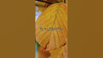 يا أيها الناس ضرب مثل فاستمعوا له ۚ إن الذين تدعون من دون الله لن يخلقوا ذبابا - سورة الحج