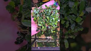 Bucephalandra sp. Phantom “mini” back in stock 😁🇨🇦 #aquarium  #aquascape  #plantedtank