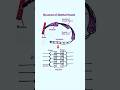 Skeletal Muscle: Myofibrils, Sarcomere, Actin and Myosin Filaments