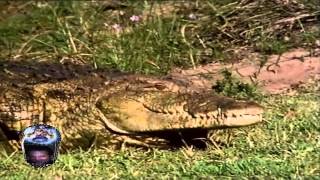 Los Cocodrilos Crocodylidae Documental Nacimiento y Vida
