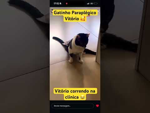 Gatinho paraplégico Vitório na Uehara #shorts #catvideos #catlove #gatos #catlove