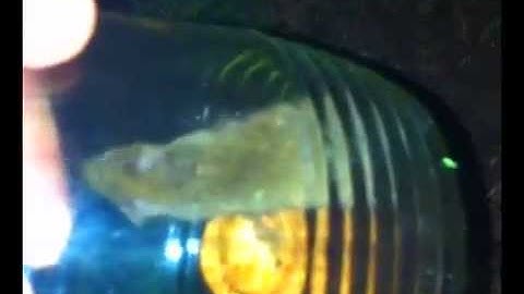 Funny mouse in trap [humane trap]